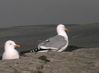 Tintagel Castle gulls