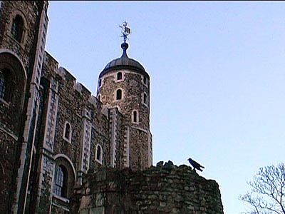 One of the treasured ravens - Tower of London